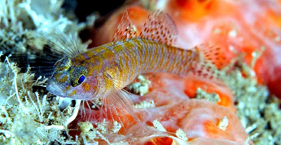Corcyrogobius liechtensteini _2340